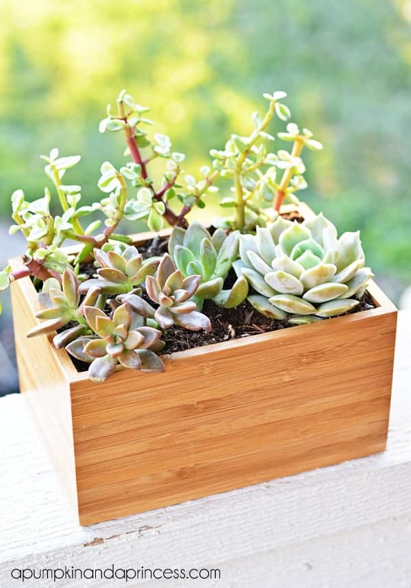 Succulent planter box