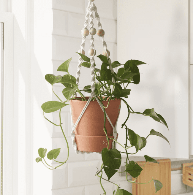 Best ideas for displaying your house plants from IKEA