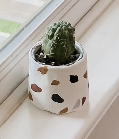 Terrazzo plant pot with green cactus plant.